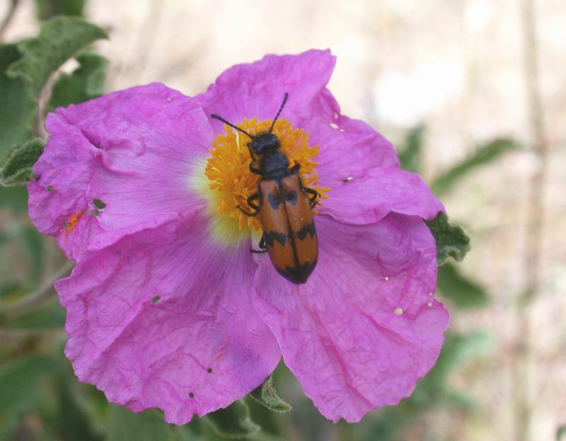 Mylabris sp.